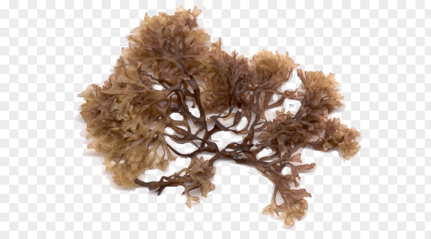 Irish Moss Seaweed Algae Sea Lettuce PNG