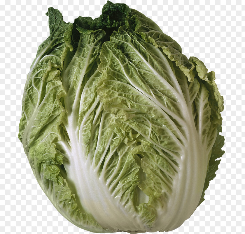 Lettuce Savoy Cabbage Iceberg Salad Vegetable PNG