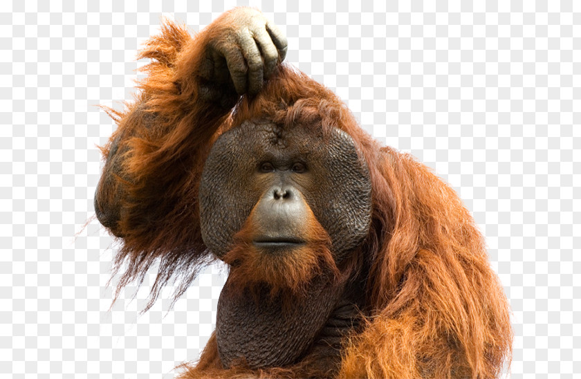 Orangutan Common Chimpanzee Ape Monkey Typography PNG