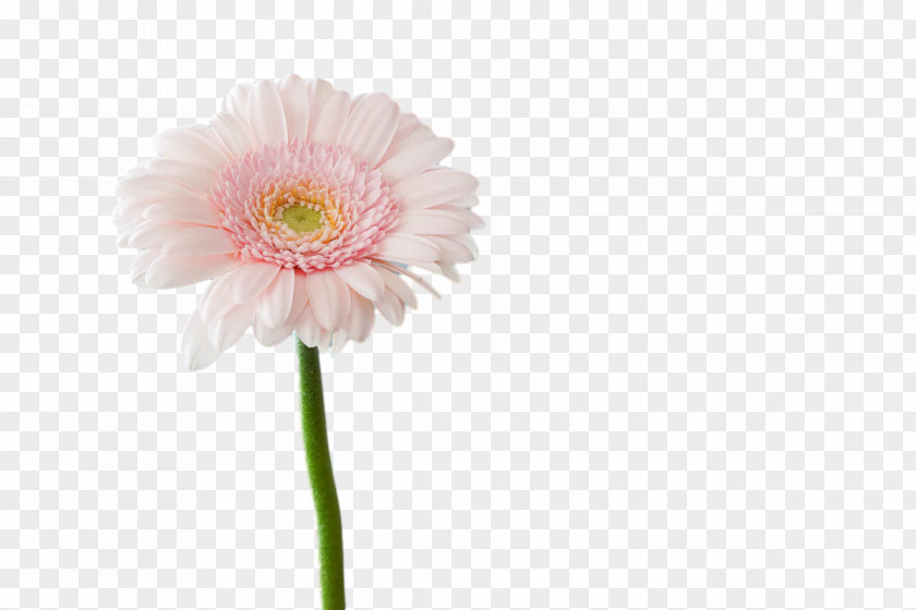 Plant Stem Transvaal Daisy Cut Flowers Annual Petal PNG