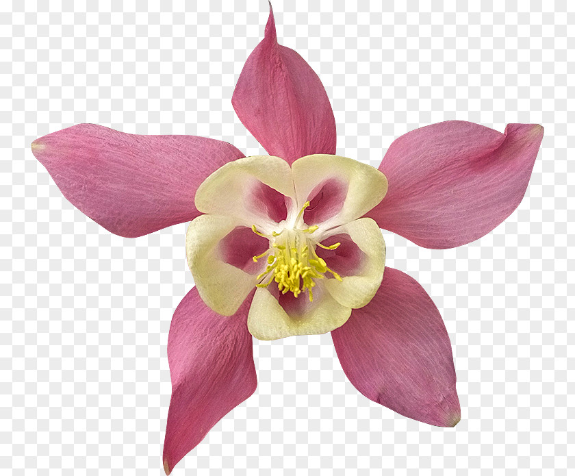 Preferential Information Clipping Path Flower Photography Royalty-free PNG