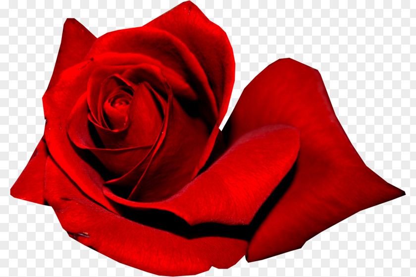 Rose Garden Roses Red PNG