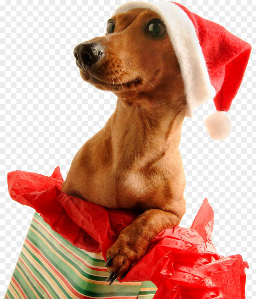 Santa Claus Dachshund Pug Puppy Christmas Day PNG