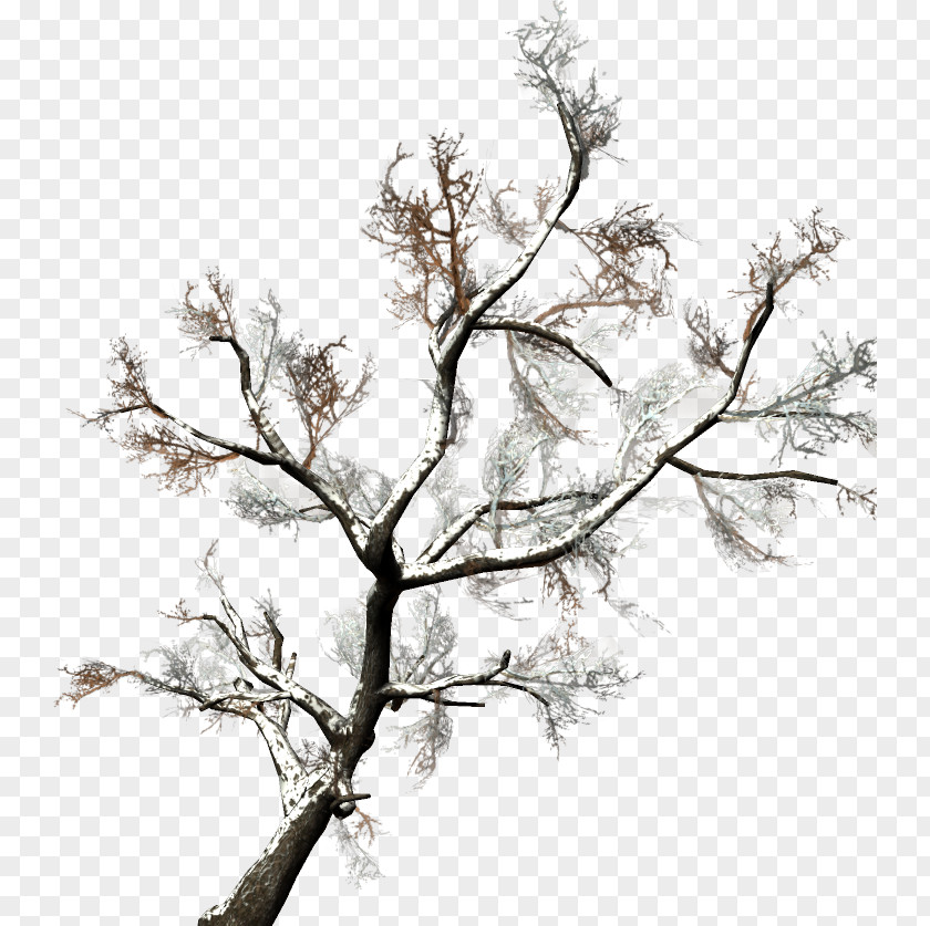 Twig Drawing Plant Stem /m/02csf White PNG