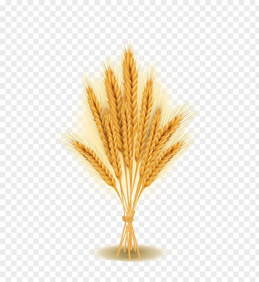 Bunch Of Standing Wheat Agriculture Ear Stock Photography PNG