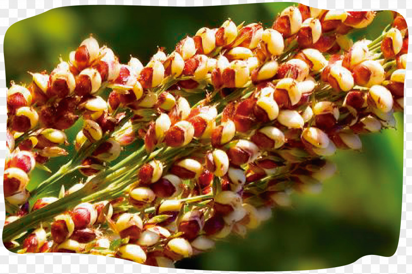 Cultivation Quinoa Plant Pseudocereal Seed PNG