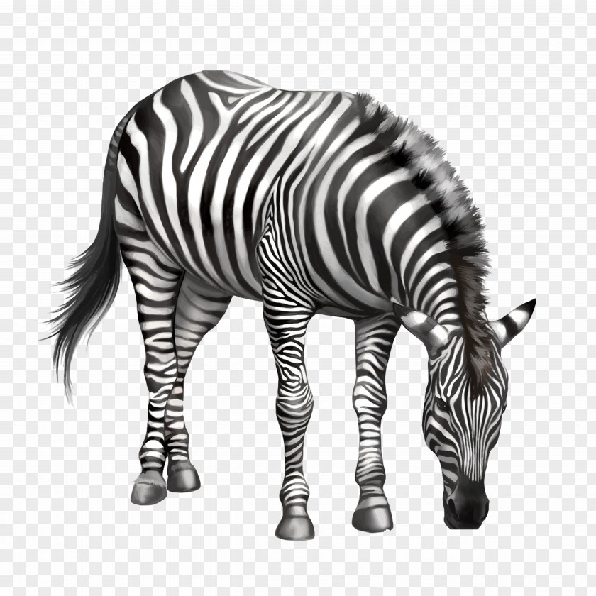 Eating Zebra Bow Drawing Clip Art PNG