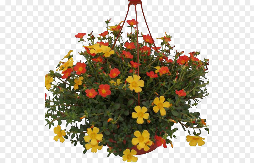 Flower Flowerpot Houseplant Love PNG