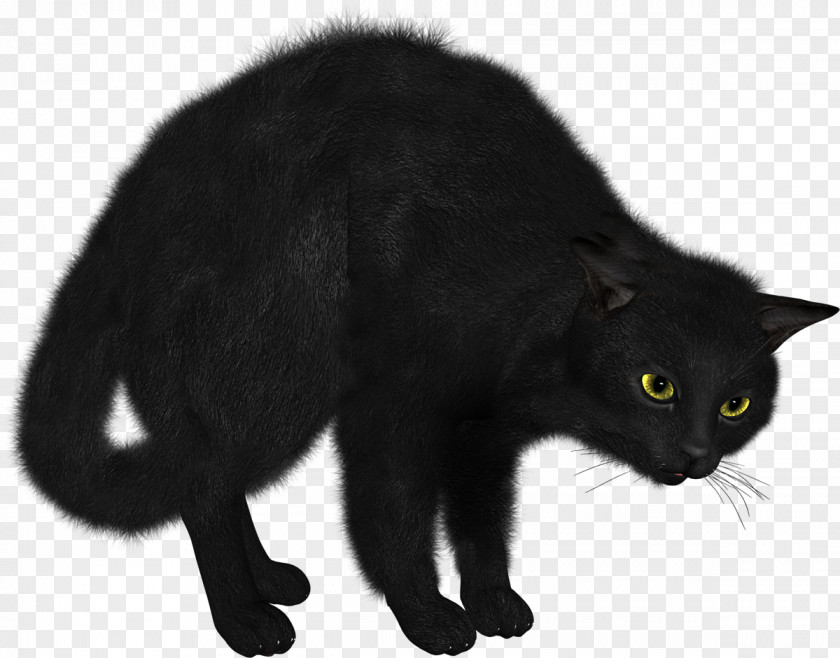 Kitten Sphynx Cat Clip Art PNG