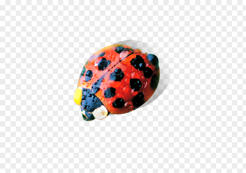 Ladybug Insect Ladybird PNG