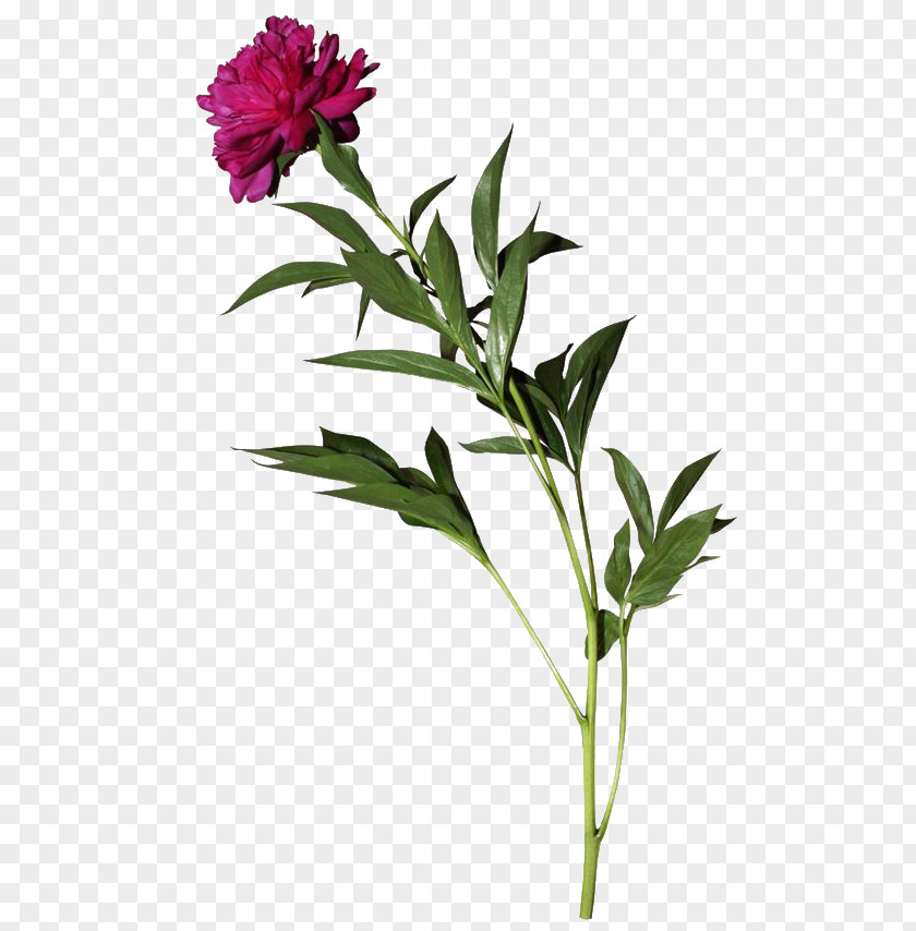 Peony Cut Flowers Flowerpot Plant Stem PNG