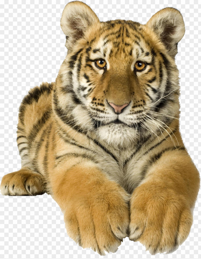 Transparent Panther Lion Felidae Cat Bengal Tiger Siberian PNG
