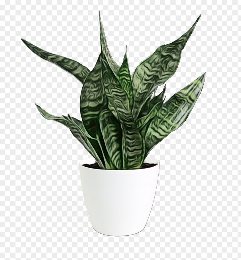 Arrowroot Family Anthurium Houseplant Flowerpot Leaf Plant Flower PNG