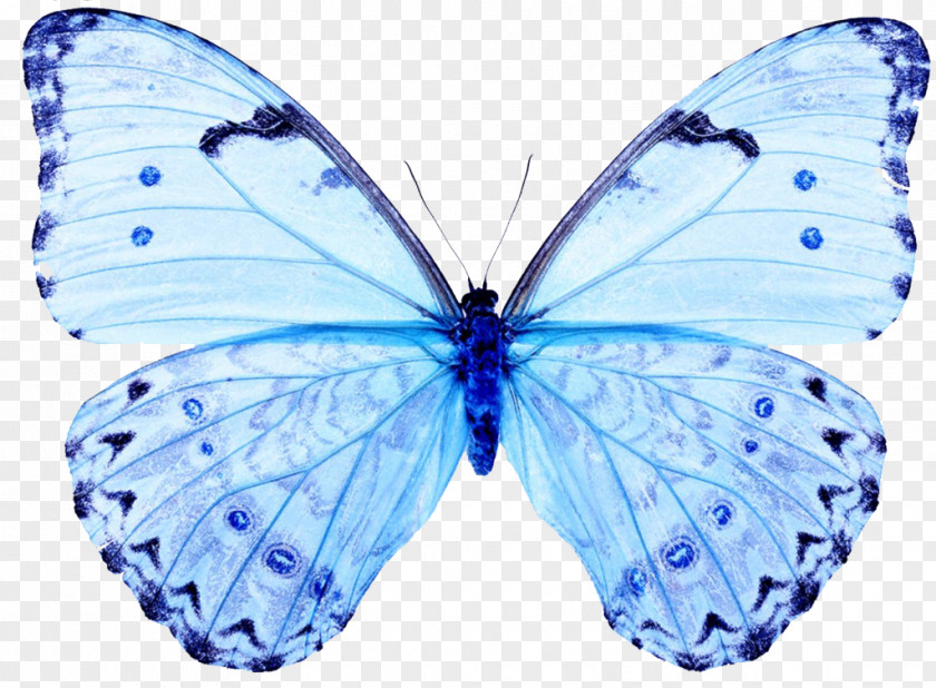 Blue Butterfly White Papilio Ulysses T-Three PNG