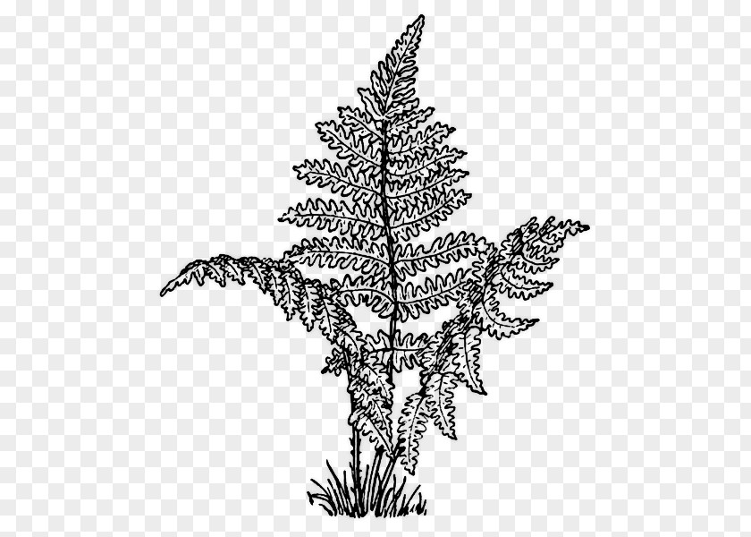 Fern Where The Red Grows Coloring Book Clip Art PNG