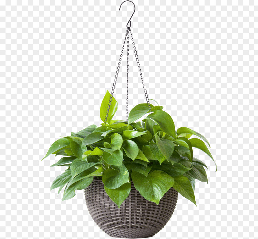 Flowerpot Houseplant Flower Leaf Plant PNG