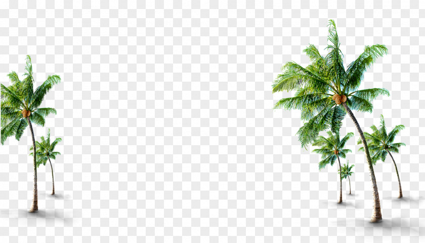 Green Coconut Grove Decoration Pattern Tree PNG