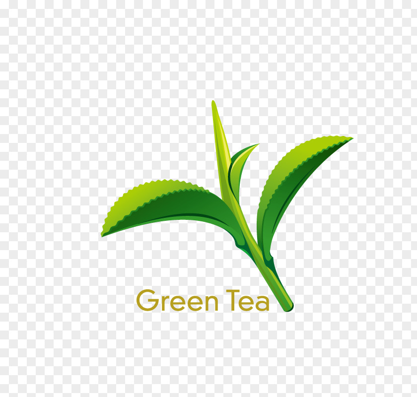 Green Tea Coffee Juice Lemonade PNG