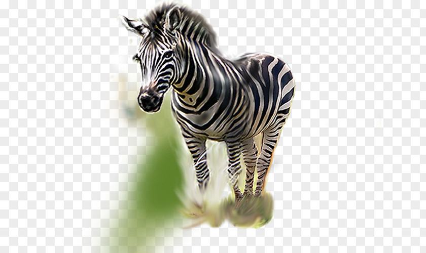 Zebra Quagga Animal PNG