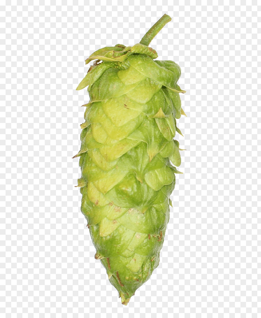 Beer Hop Cones Brewing Grains & Malts Hops Barley Wheat PNG