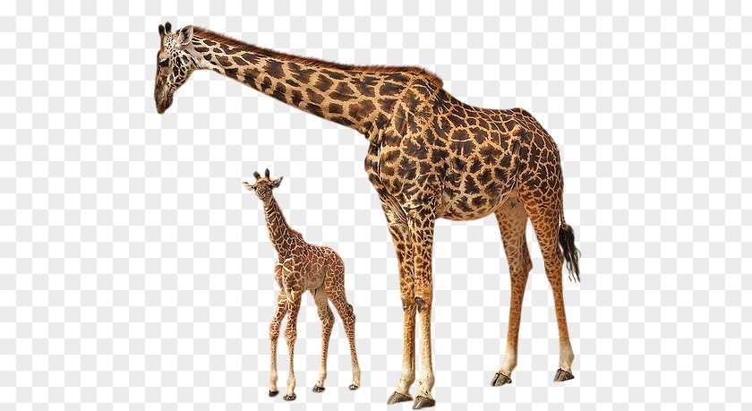 Giraffe Rothschild's Image File Formats Clip Art PNG