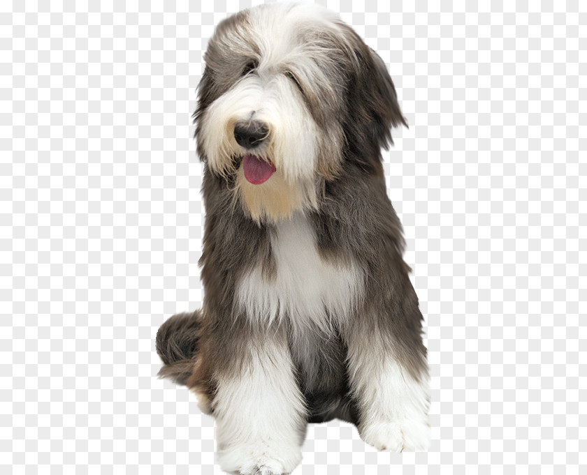 Puppy Bearded Collie Rough Border PNG