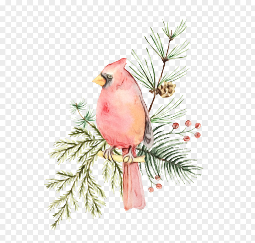 Bird Northern Cardinal Branch Songbird Beak PNG