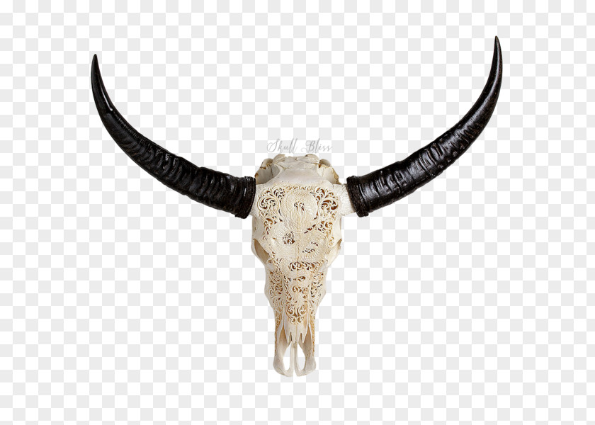 Buffalo Skull Horn Cattle African Water PNG