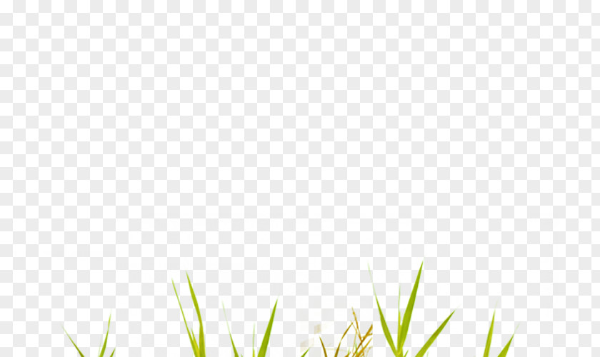 Creative Green Grass Area Pattern PNG
