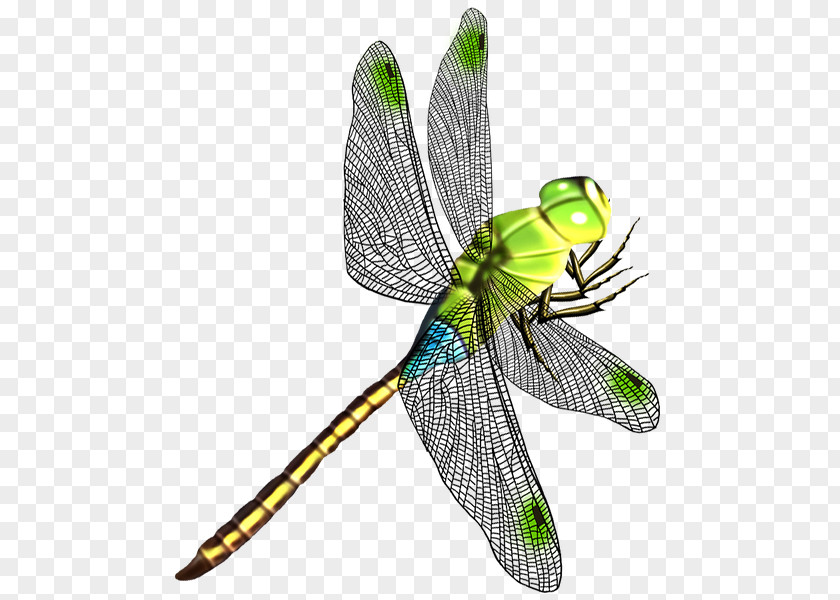 Dragonfly Butterfly Insect Wing PNG