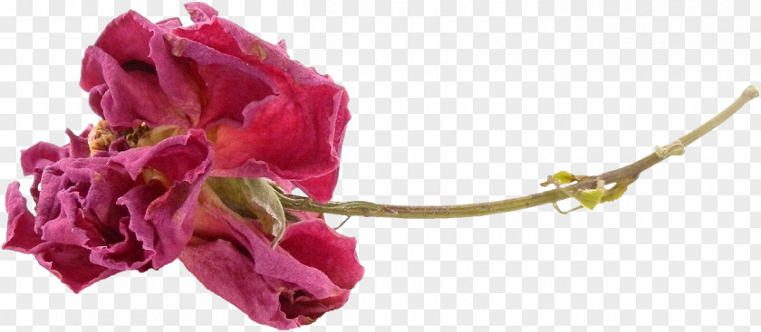 Flower Garden Roses Still Life: Pink Clip Art PNG