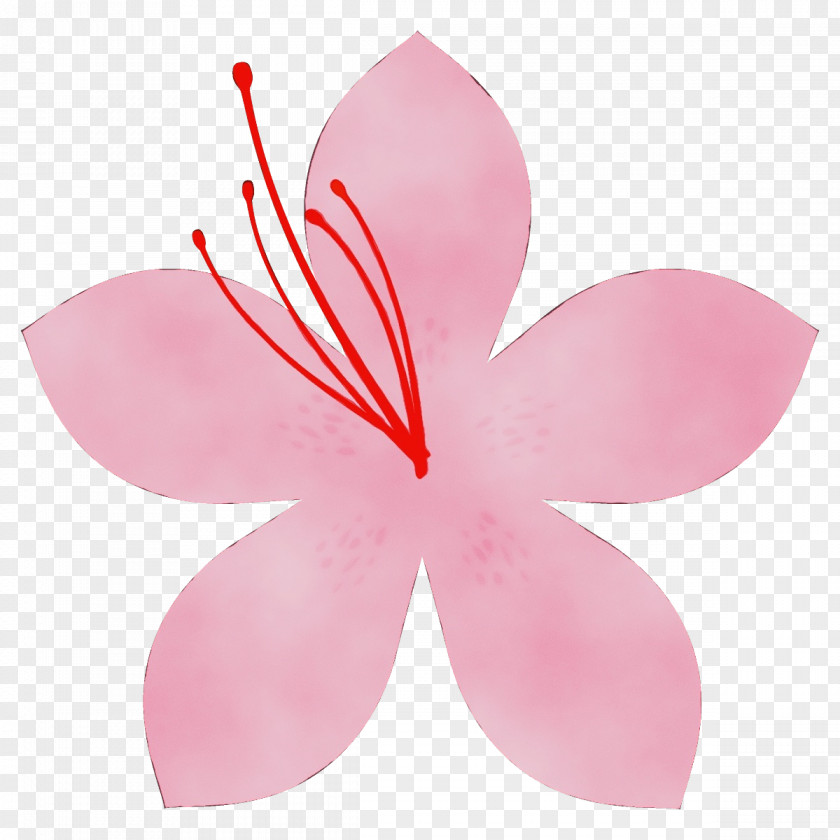Hibiscus Pedicel Petal Pink Flower Plant PNG