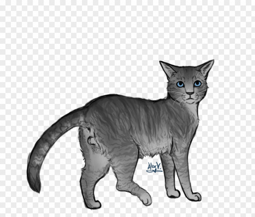 Kitten Devon Rex Whiskers Warriors Domestic Short-haired Cat PNG