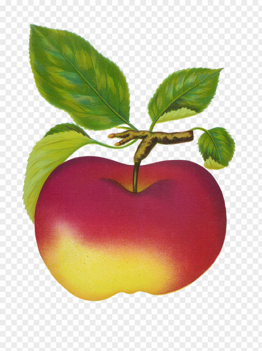 Mac Cliparts Fruit Free Content Clip Art PNG