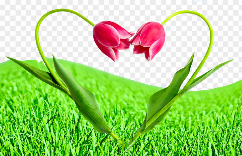 Plant Tulips Flower Love Tulip Stock Photography PNG