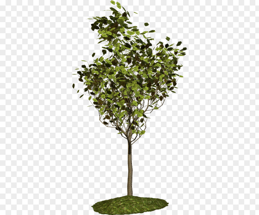 Tree Branch Blog Garden PNG