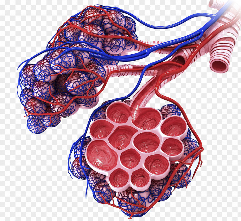 Alveolar Venous Blood Vessels Lung Respiratory System Pulmonary Alveolus Anatomy Bronchiole PNG