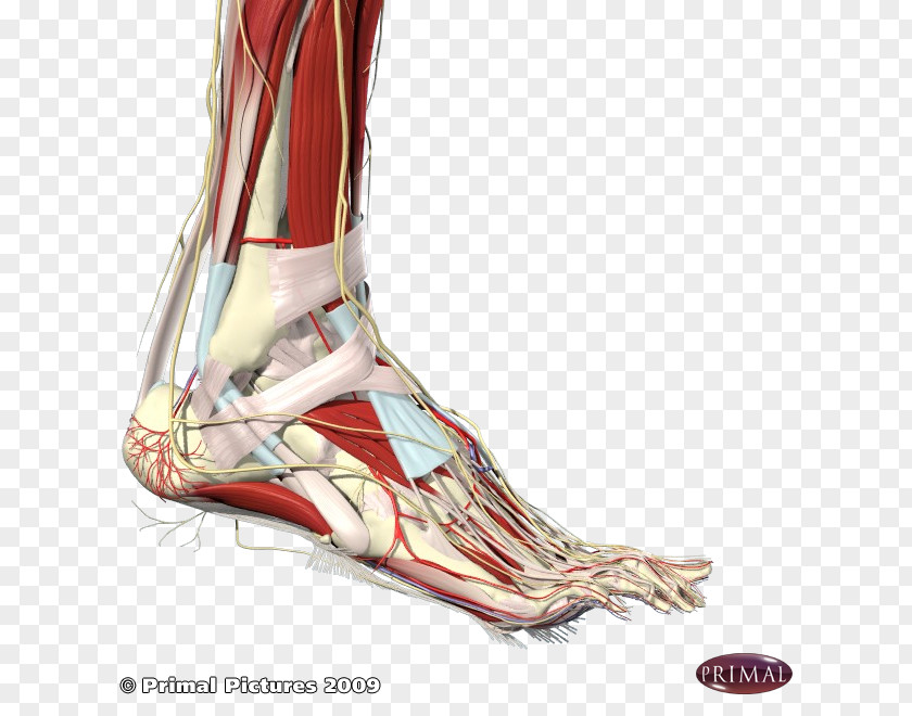 Arm Heel Ankle Human Body Anatomy Foot PNG
