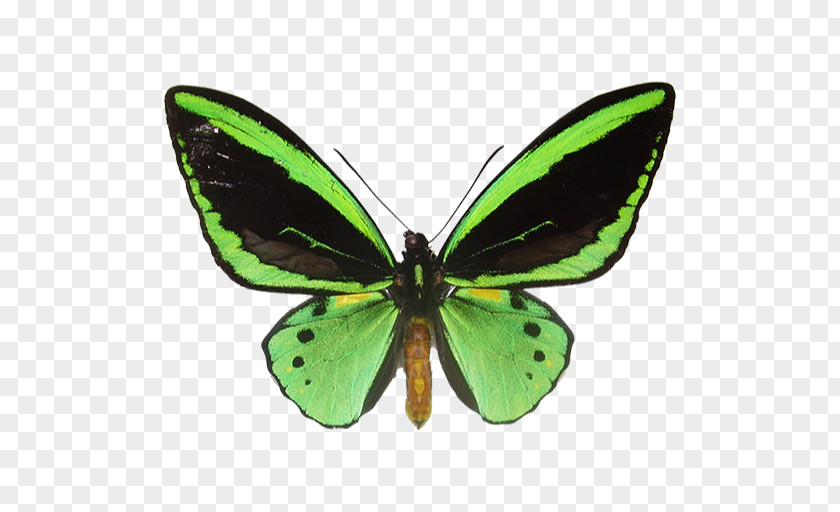 Butterfly Brush-footed Butterflies Ornithoptera Priamus Paradise Birdwing PNG