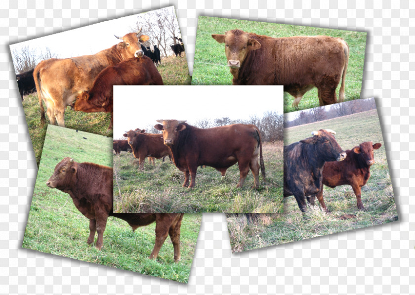 Cattle Beefmaster American Bull Ox Breed PNG