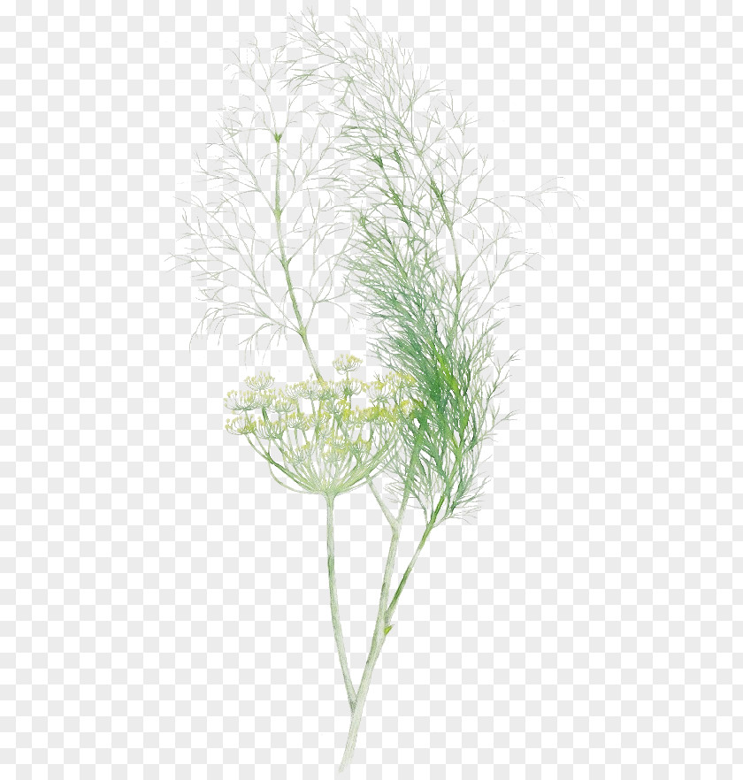 Dill Twig Grass Plant Leaf Family White Pine PNG