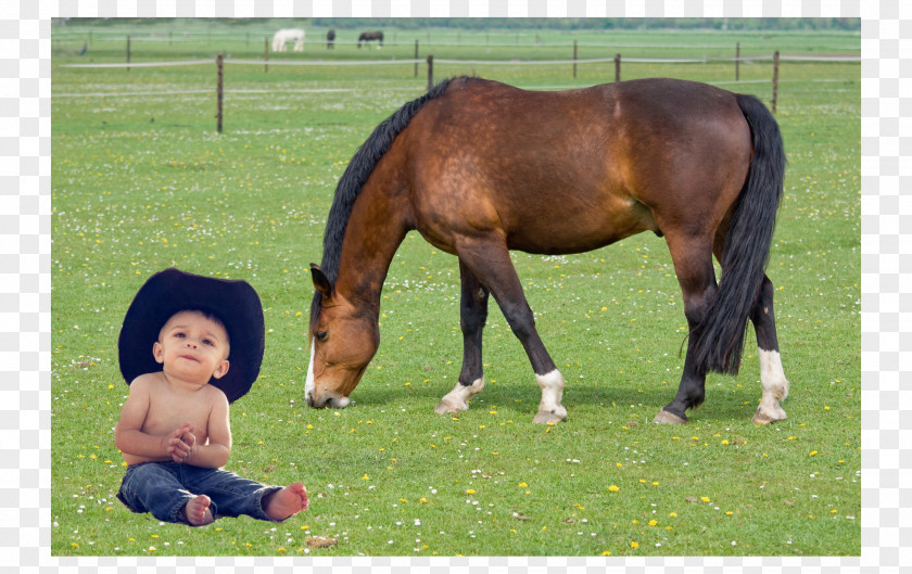 Horsemanship Horse Equine Nutrition Nutrient Polysaccharide Storage Myopathy PNG