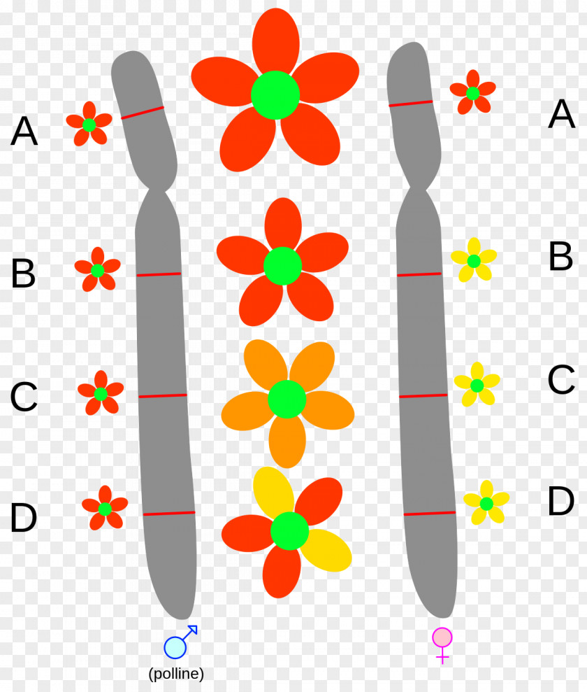 Mendel Allele Gene Chromosome Single-nucleotide Polymorphism Arv PNG
