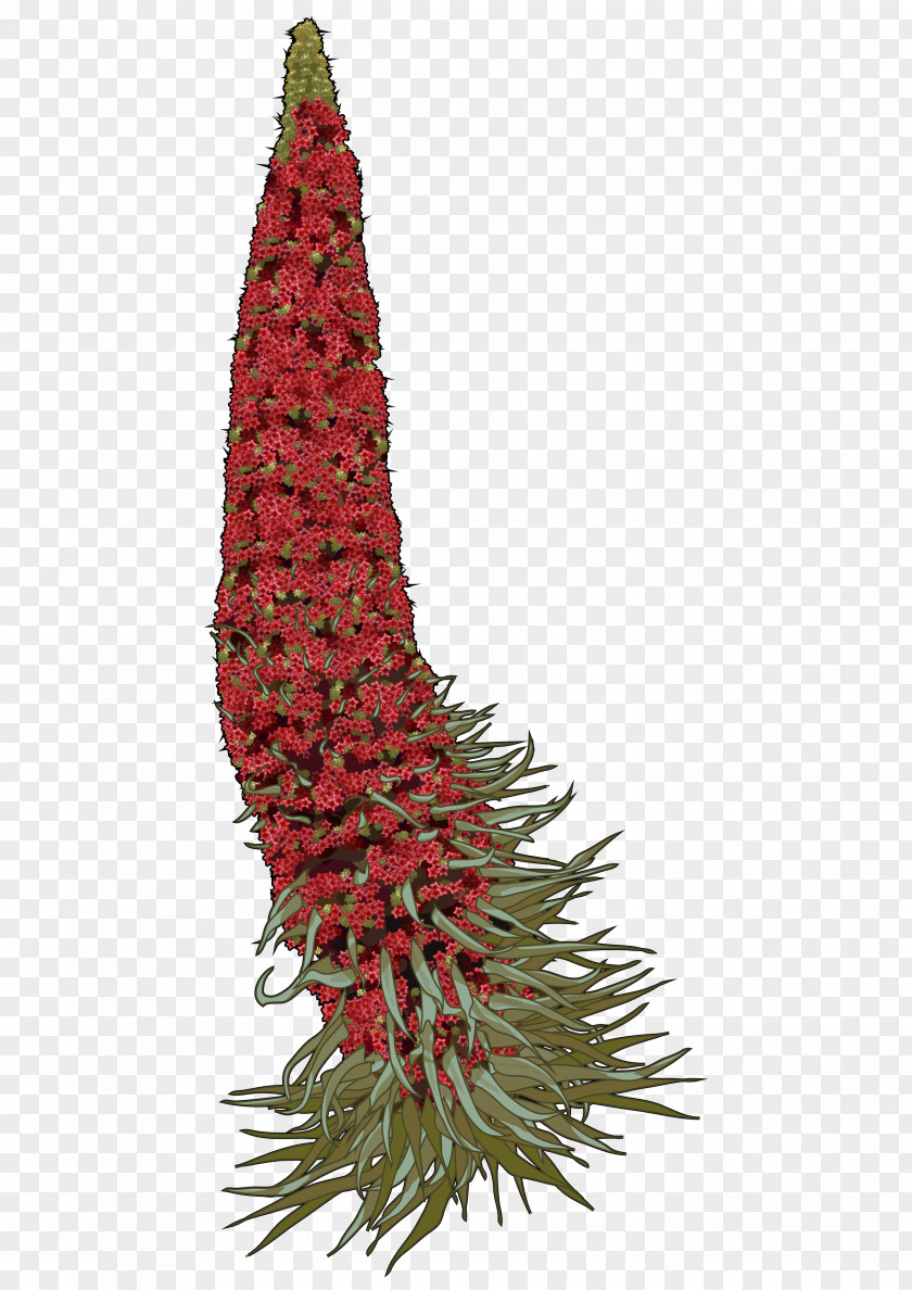 Rojo Teide La Orotava Echium Wildpretii Tajinaste Drawing PNG