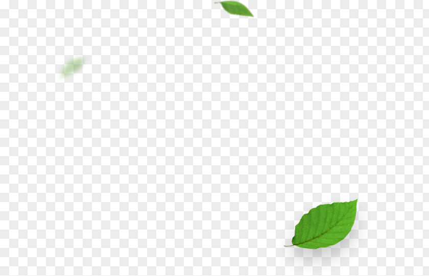 Cash Prize Green Desktop Wallpaper Leaf PNG