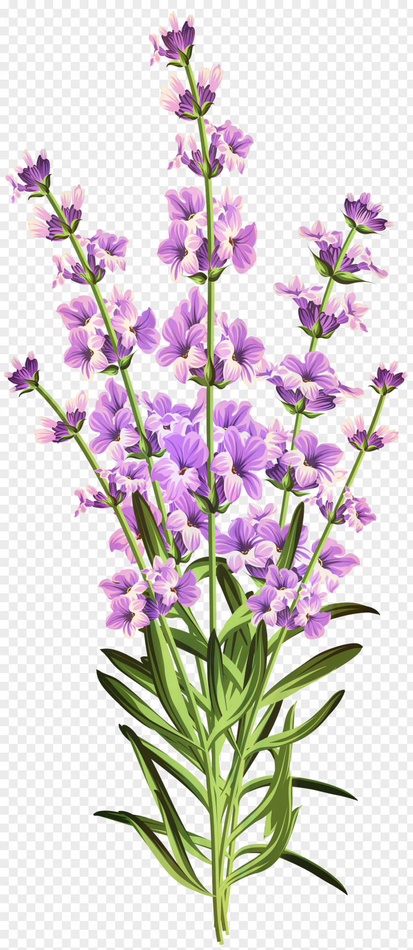 Monkshood Perennial Plant Flowers Background PNG
