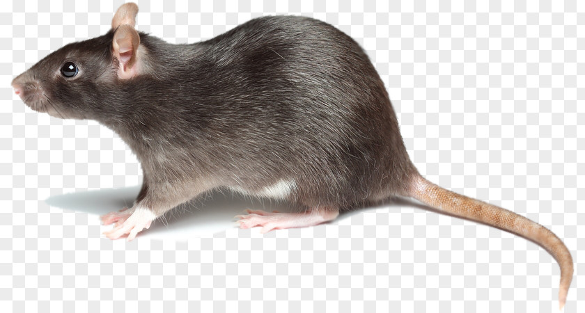 Rat Brown Mouse Rodent Pest Control Black PNG