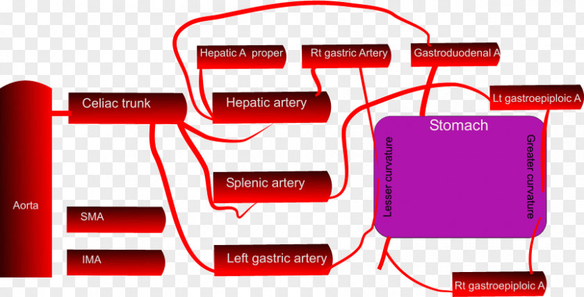 Stomach Artery Blood Schematic Abdomen PNG Abdomen, correct answer clipart PNG