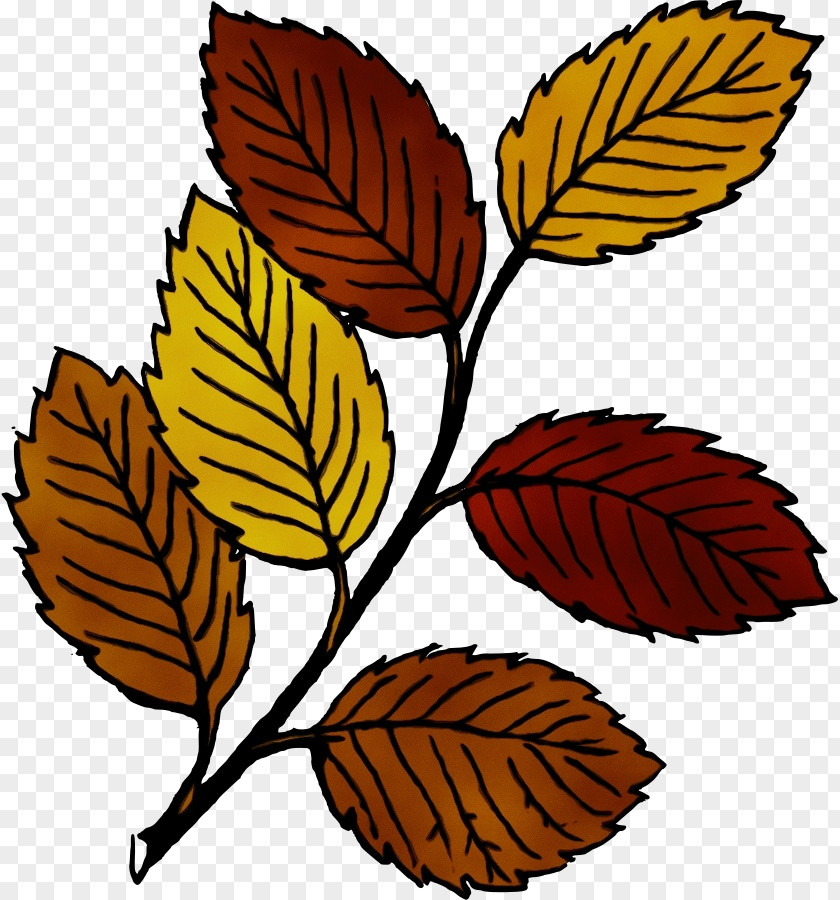Drawing Leaf Autumn Color Cartoon PNG