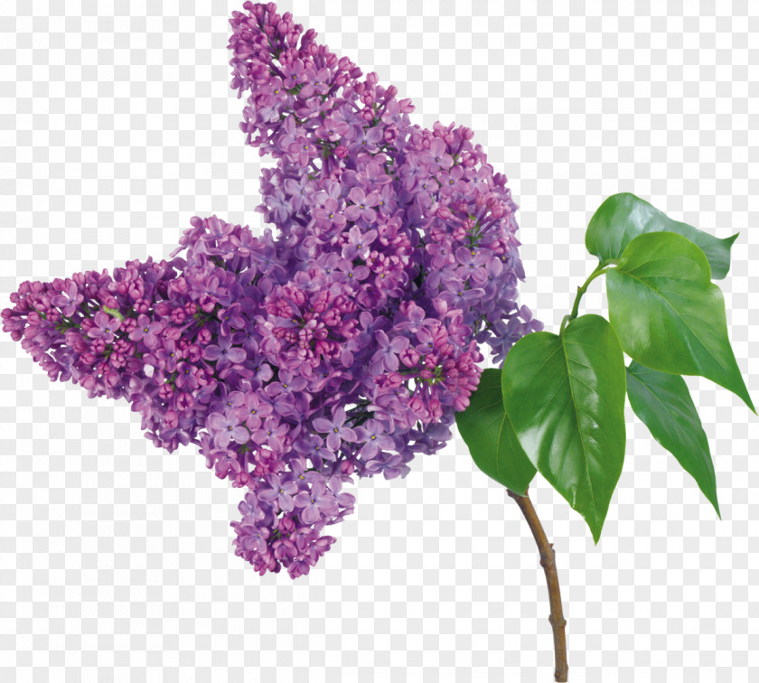 Lilac Flower Bouquet Branch Petal PNG
